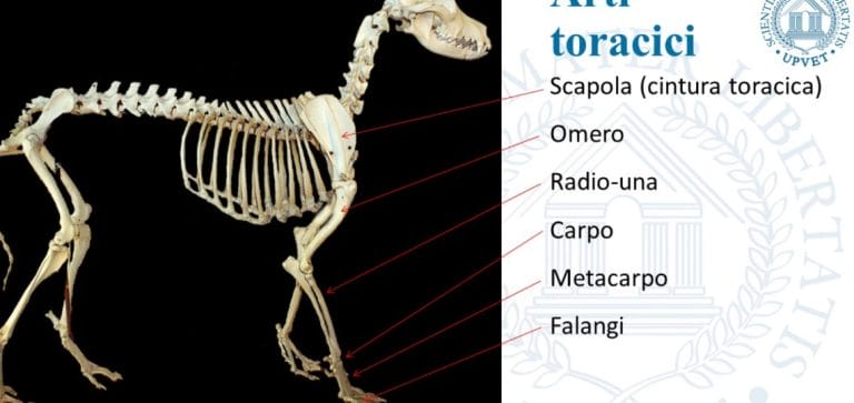 Fotogramma della lezione video Upvet: arti toracici