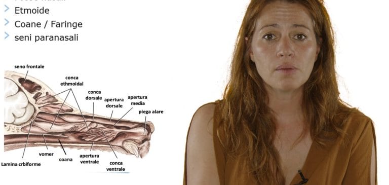 Fotogramma della lezione video Upvet: apparato respiratorio