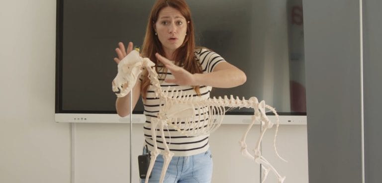 Fotogramma della lezione video Upvet: muscoli del collo